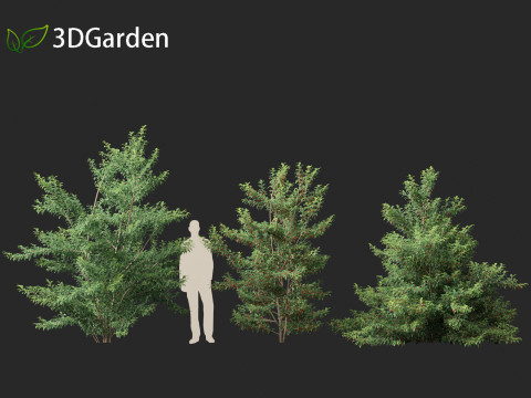Ilex pedunculosa - Longstalk Holly 3D Model