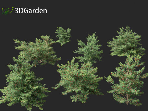 Ilex pedunculosa - Longstalk Holly 3D Model