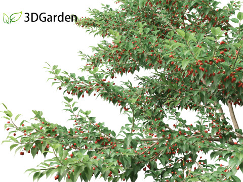 Ilex pedunculosa - Longstalk Holly 3D Model