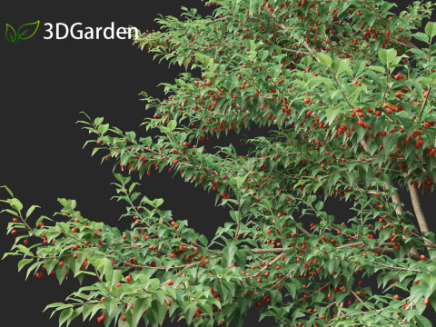 Ilex pedunculosa - Longstalk Holly 3D Model