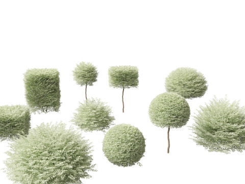 Ligustrum sinense Variegatum - Variegated Chinese Privet 3D Model