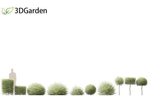 Ligustrum sinense Variegatum - Variegated Chinese Privet 3D 模型