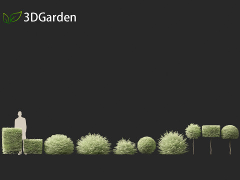 Ligustrum sinense Variegatum - Variegated Chinese Privet 3D 模型