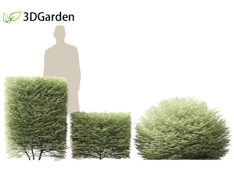 Ligustrum sinense Variegatum - Variegated Chinese Privet 3D 模型