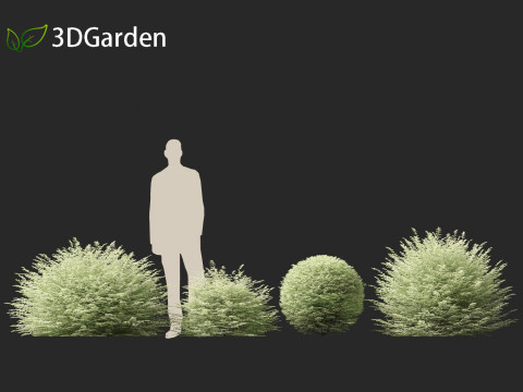 Ligustrum sinense Variegatum - Variegated Chinese Privet 3D 模型