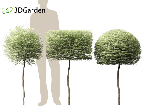 Ligustrum sinense Variegatum - Variegated Chinese Privet 3D 模型