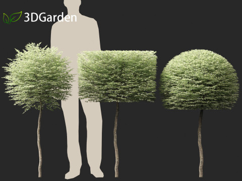Ligustrum sinense Variegatum - Variegated Chinese Privet 3D 模型