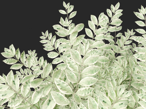 Ligustrum sinense Variegatum - Variegated Chinese Privet 3D 模型