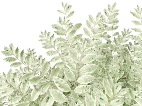 Ligustrum sinense Variegatum - Variegated Chinese Privet 3D 模型
