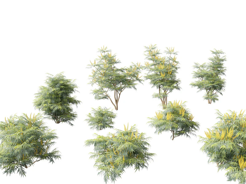 Mahonia confusa - Narihira Mahonia Modello 3D .c4d .max .obj .3ds .fbx .stl .blend 