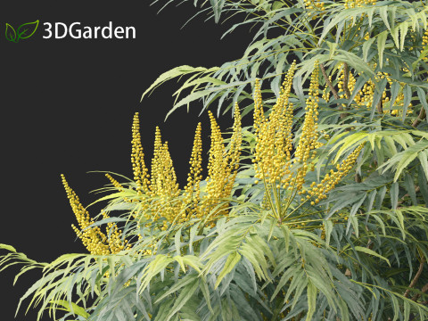 Mahonia confusa - Narihira Mahonia Modello 3D