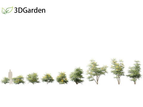 Mahonia confusa - Narihira Mahonia Modello 3D