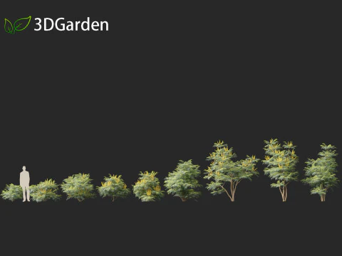 Mahonia confusa - Narihira Mahonia Modello 3D