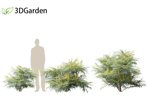 Mahonia confusa - Narihira Mahonia Modello 3D