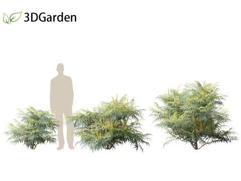 Mahonia confusa - Narihira Mahonia Modello 3D