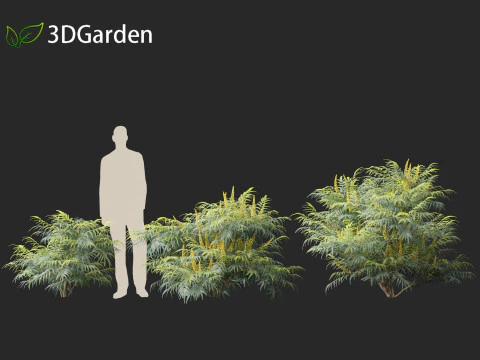 Mahonia confusa - Narihira Mahonia Modello 3D