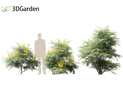 Mahonia confusa - Narihira Mahonia Modello 3D