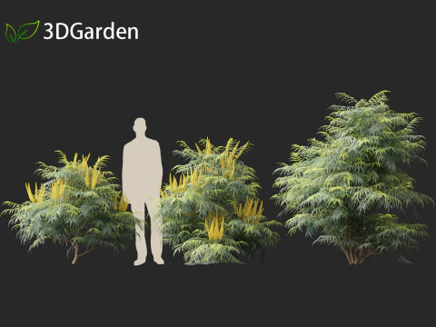 Mahonia confusa - Narihira Mahonia Modello 3D