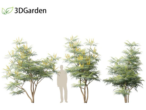 Mahonia confusa - Narihira Mahonia Modello 3D