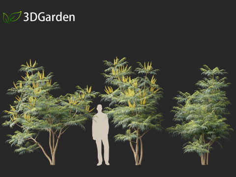 Mahonia confusa - Narihira Mahonia Modello 3D