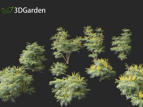 Mahonia confusa - Narihira Mahonia Modello 3D