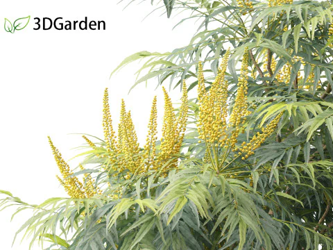 Mahonia confusa - Narihira Mahonia Modello 3D
