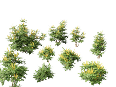 Mahonia japonica - Japanese mahonia Model 3D