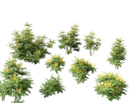 Mahonia japonica - Mahonia giapponese Modello 3D