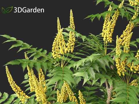 Mahonia japonica - Japanese mahonia 3D Model