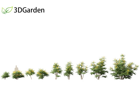 Mahonia japonica - Japanese mahonia 3D Model