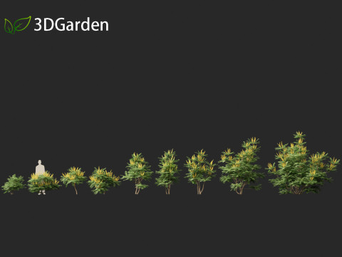 Mahonia japonica - Japanese mahonia 3D Model