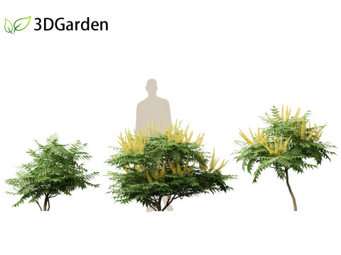 Mahonia japonica - Japanese mahonia 3D Model