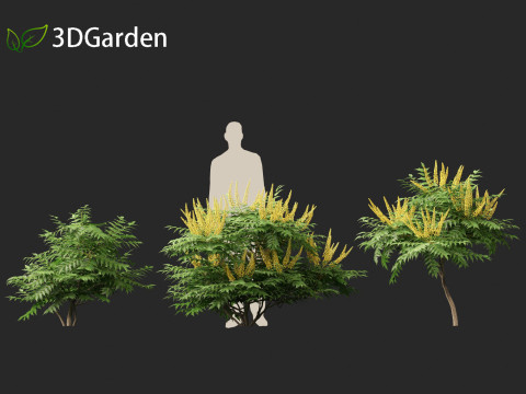 Mahonia japonica - Japanese mahonia 3D Model