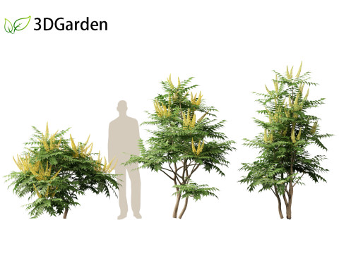 Mahonia japonica - Japanese mahonia 3D Model