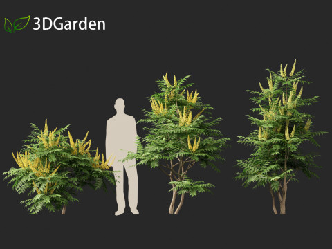 Mahonia japonica - Japanese mahonia 3D Model