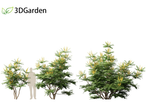 Mahonia japonica - Japanese mahonia 3D Model