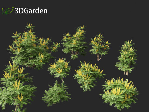 Mahonia japonica - Japanese mahonia 3D Model