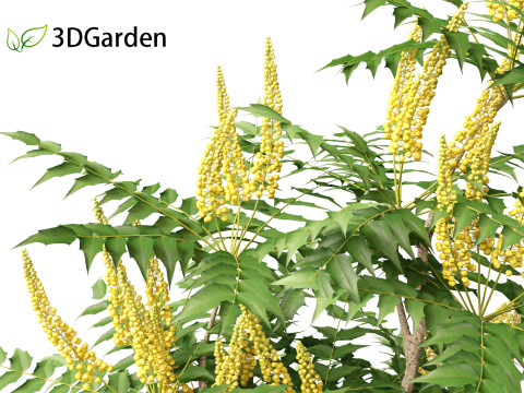 Mahonia japonica - Japanese mahonia 3D Model