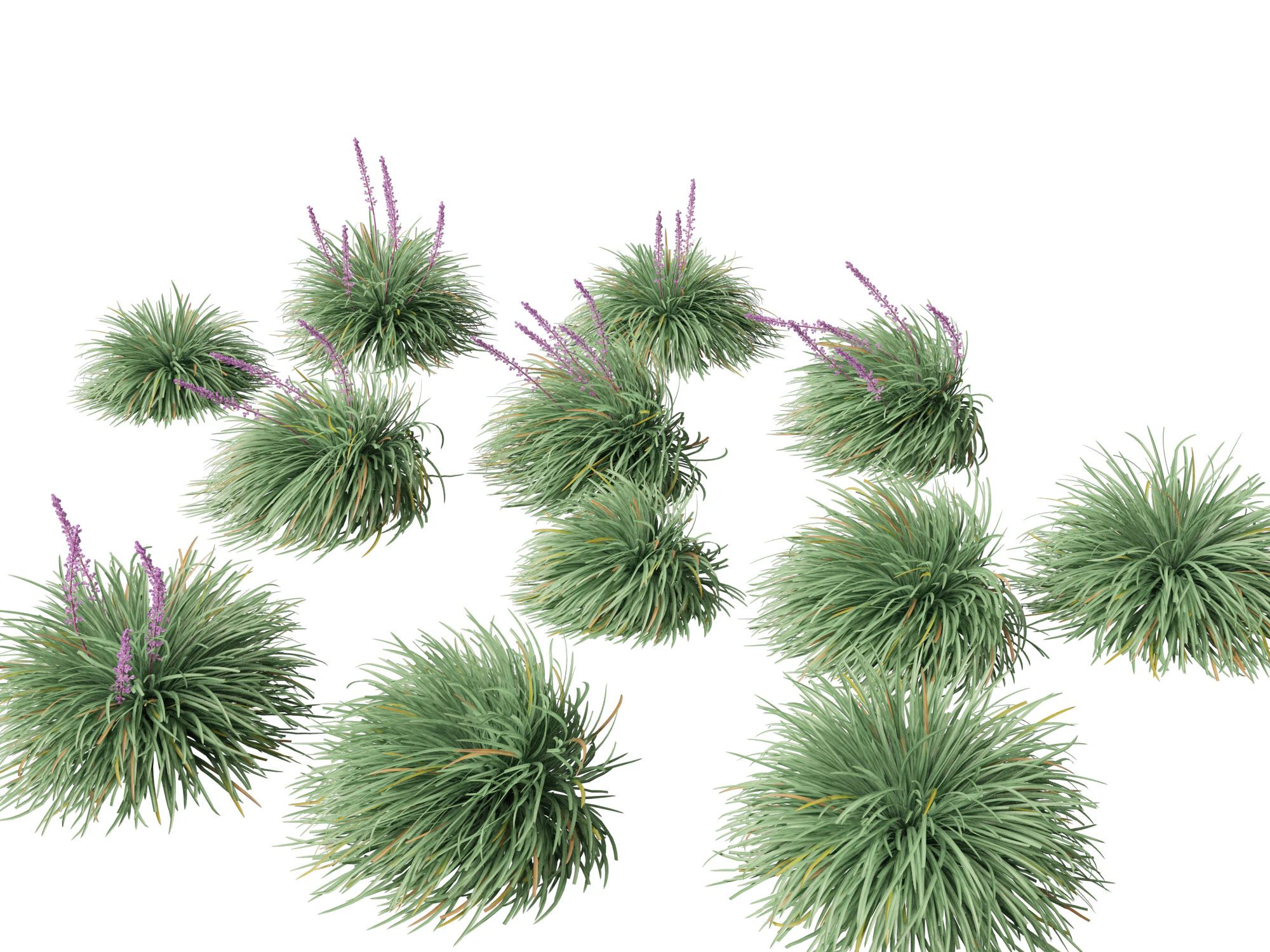 Ophiopogon japonicus - Mondo grass 3D Model .c4d .max .obj .3ds .fbx .stl .blend 