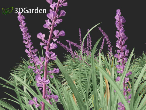 Ophiopogon japonicus - Mondo grass 3D Model