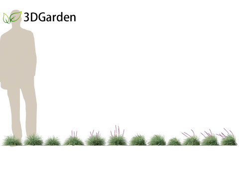 Ophiopogon japonicus - Mondo grass Modelo 3D