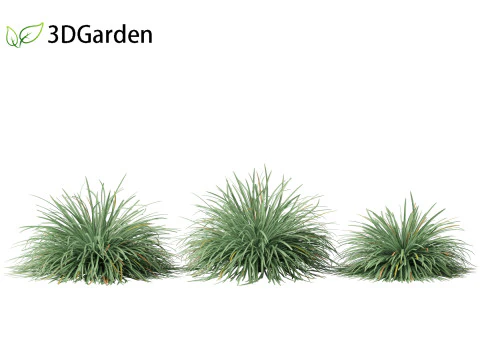 Ophiopogon japonicus - Mondo grass 3D Model