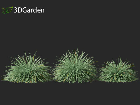Ophiopogon japonicus - Mondo grass 3D Model