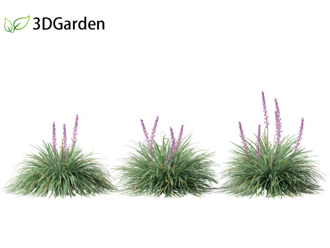 Ophiopogon japonicus - Mondo grass Modelo 3D