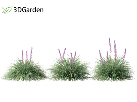 Ophiopogon japonicus - Mondo grass 3D Model