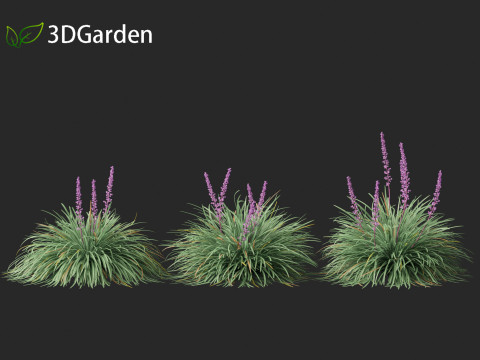 Ophiopogon japonicus - Mondo grass Modelo 3D