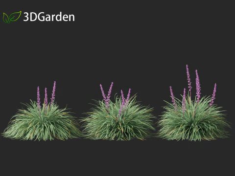 Ophiopogon japonicus - Mondo grass 3D Model