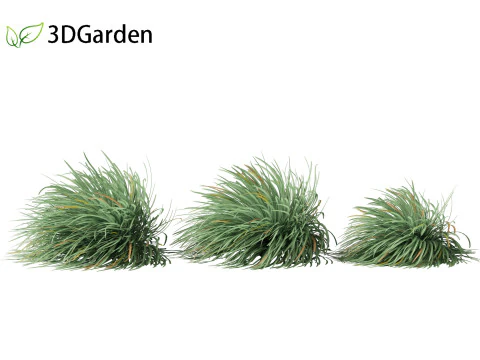 Ophiopogon japonicus - Mondo grass 3D Model
