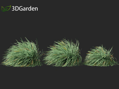 Ophiopogon japonicus - Mondo grass 3D Model