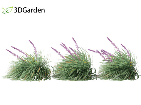 Ophiopogon japonicus - Mondo grass Modelo 3D